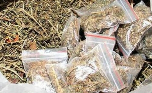 मुंबईत १८०० किलो गांजा जप्त