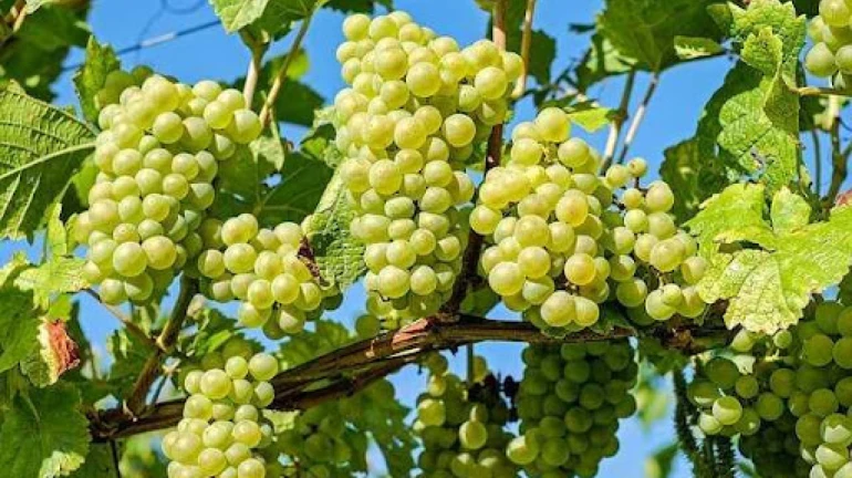 Maharashtra: Wine Industry Promotion Scheme will be implemented for five years Maharashtra: Wine Industry Promotion Scheme will be implemented for five years