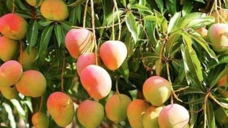 वाशी APMC में हापूस की रिकॉर्ड आवक वाशी APMC में हापूस की रिकॉर्ड आवक