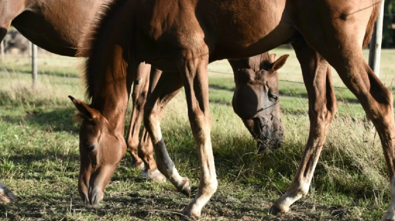 मुंबई- अवैध रेसिंग में इस्तेमाल किए गए घोड़ों को बचाया गया मुंबई- अवैध रेसिंग में इस्तेमाल किए गए घोड़ों को बचाया गया