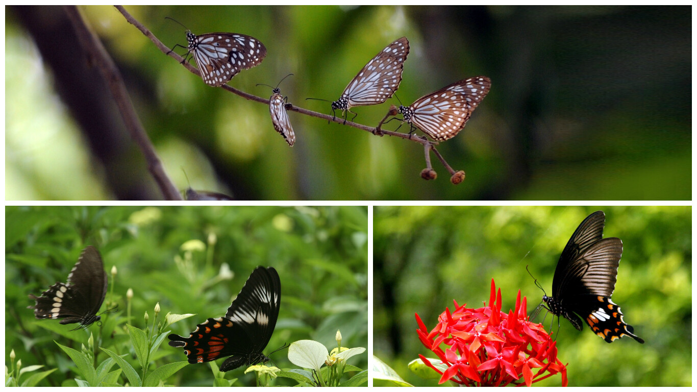 'इथं' भरते फुलपाखरांची शाळा