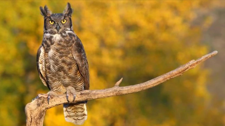 ठाणे- बीएनएचएस टीएमसी स्कूलों की कक्षा 5वीं से 10वीं तक नेचर शिक्षा भी देगा ठाणे- बीएनएचएस टीएमसी स्कूलों की कक्षा 5वीं से 10वीं तक नेचर शिक्षा भी देगा