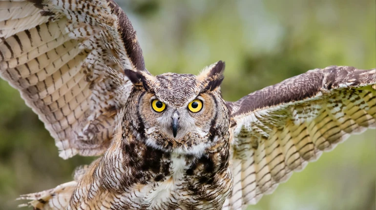 'इथं' भरणार पहिलावहिला 'घुबड महोत्सव' 'इथं' भरणार पहिलावहिला 'घुबड महोत्सव'