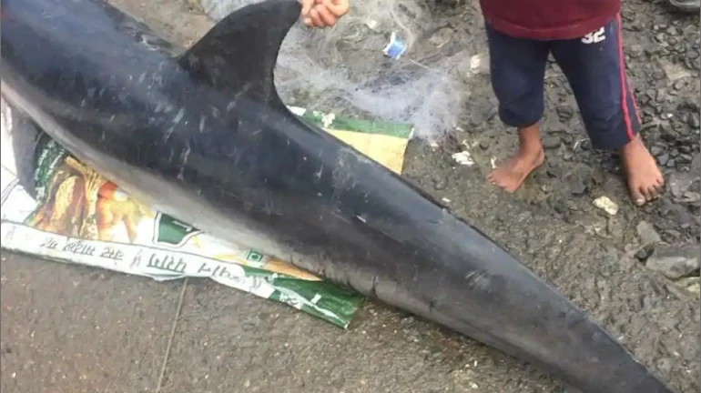 7-feet dead dolphin washes ashore Bhayander creek