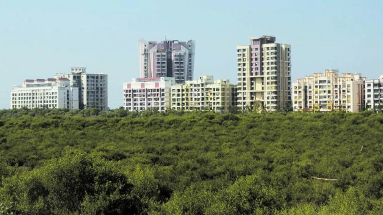 Over 10,500 Mangroves To Be Cut For Petroleum Transporting Pipeline Work Over 10,500 Mangroves To Be Cut For Petroleum Transporting Pipeline Work