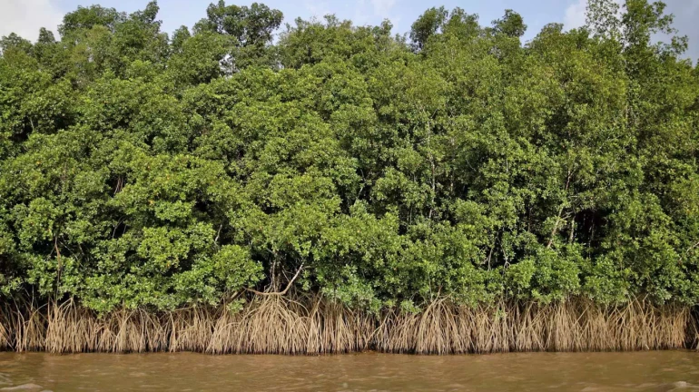 Green Concerns Raised Over Coastal Road Project as 9,000 Mangroves Face Clearance Green Concerns Raised Over Coastal Road Project as 9,000 Mangroves Face Clearance