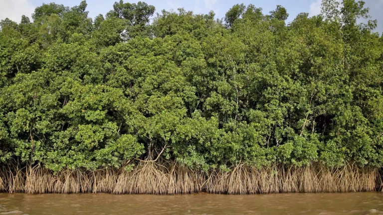 Much-awaited Gorai mangrove park opening delayed again to September