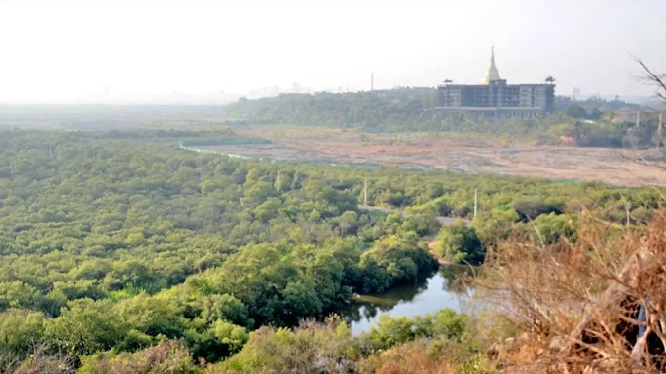 तिवरांना संरक्षक भिंतींचं कवच, ३० किमीची भिंत बांधणार