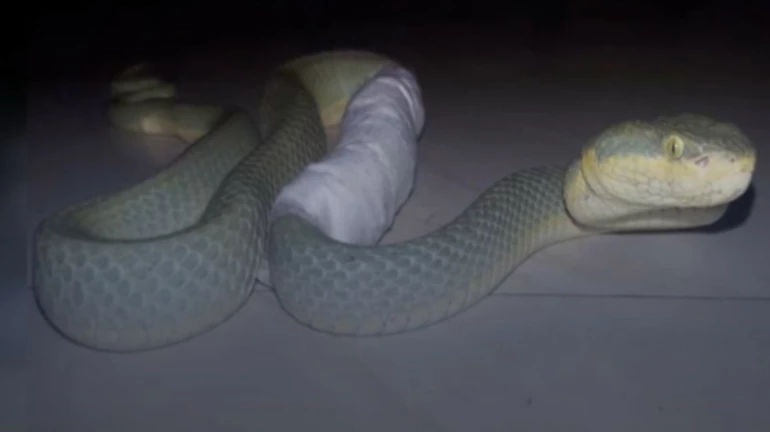 Snake treated by Mumbai doctors as they do an MRI to fix its bent spine