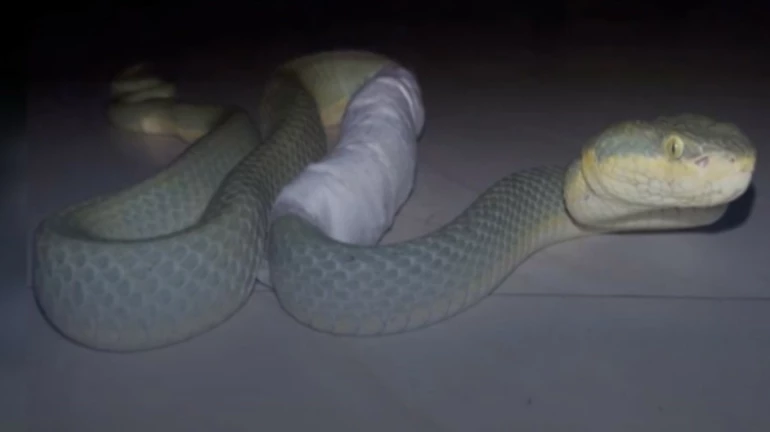 Snake treated by Mumbai doctors as they do an MRI to fix its bent spine Snake treated by Mumbai doctors as they do an MRI to fix its bent spine