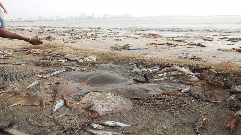 Stingrays found at Girgaon Chowpatty; Ganpati Visarjan could turn painful for devotees Stingrays found at Girgaon Chowpatty; Ganpati Visarjan could turn painful for devotees