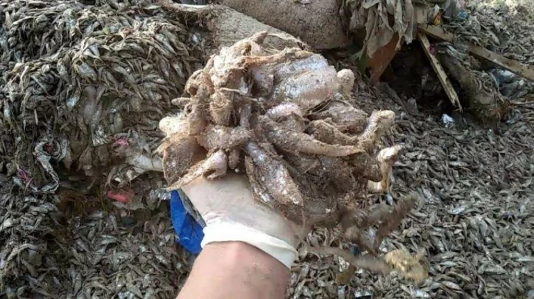 Festival turns fatal for marine creatures after thousands of fish and turtles wash ashore dead Festival turns fatal for marine creatures after thousands of fish and turtles wash ashore dead