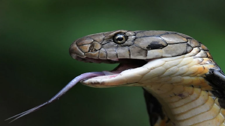 Viral Video: Snake Found Tangled in Baggage Belt Inside a Mumbai-Bound Flight