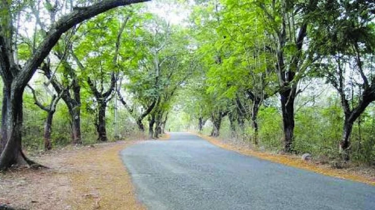 MMRC to cut down 2,702 trees in Aarey; Public hearing to be held on October 10