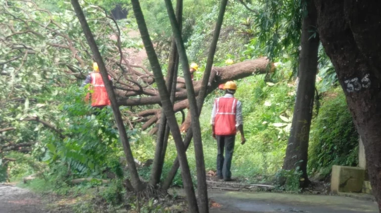 आरेतील झाडांच्या कत्तलीचा वाद पेटला, तीन याचिका दाखल आरेतील झाडांच्या कत्तलीचा वाद पेटला, तीन याचिका दाखल