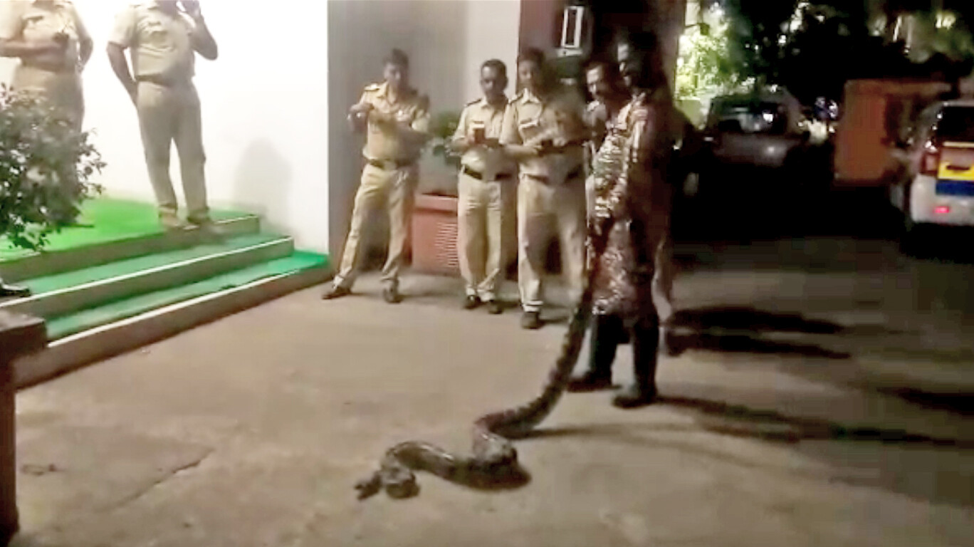 बीकेसीमध्ये अाढळला ११ फुटी अाजगर