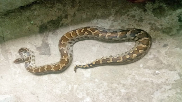 Python Spotted On Footpath Near Mahim Nature Park