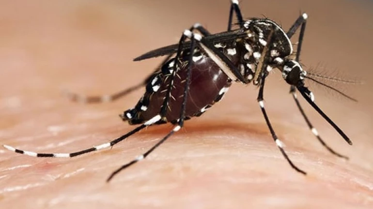 डेंग्यू, मलेरिया पसरवणाऱ्या डासांपासून 'असं' करा संरक्षण