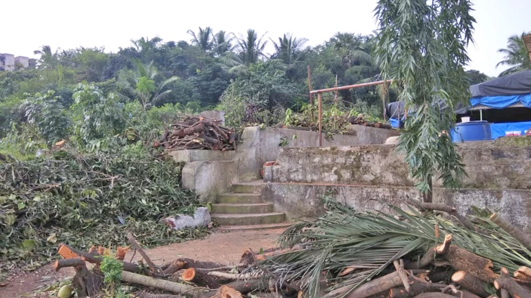 Trees are being illegally cut at Aarey Colony: Activists Trees are being illegally cut at Aarey Colony: Activists