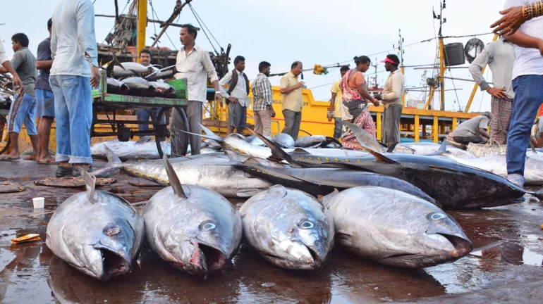 मुंबईतील मासे व्यापाऱ्याची लाखोंची फसवणूक; कर्नाटकच्या व्यावसायिकाला अटक