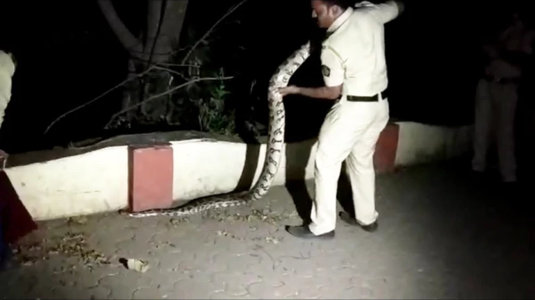 बीकेसीत आढळले १० आणि १५ फूट लांबीचे अजगर बीकेसीत आढळले १० आणि १५ फूट लांबीचे अजगर