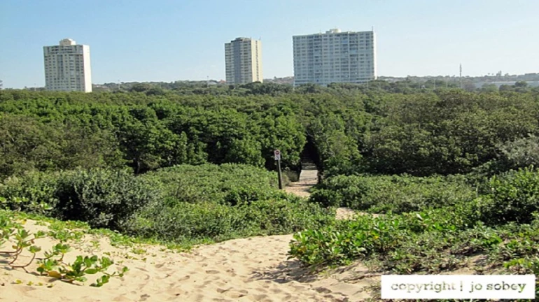 Exclusive: तिवरांची कत्तल करणाऱ्या १५ जणांना अटक Exclusive: तिवरांची कत्तल करणाऱ्या १५ जणांना अटक