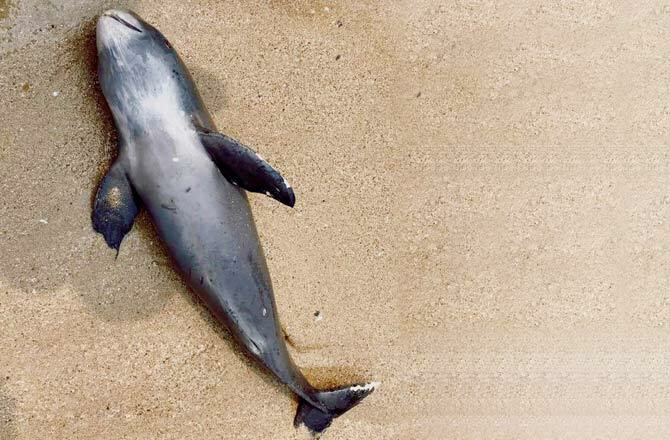 Porpoise found dead along Juhu beach