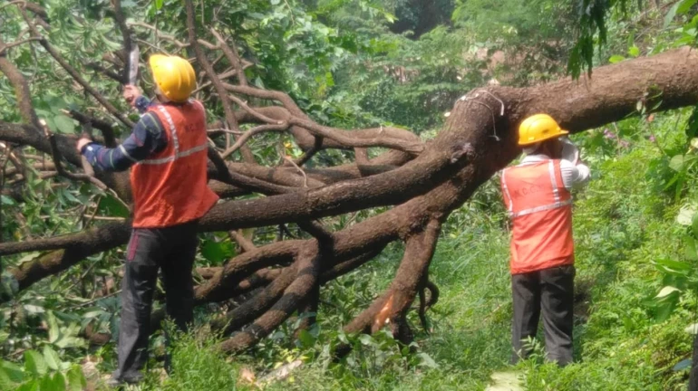 Aarey Protest: Shiv Sena's Aaditya and Uddhav Thackeray condemn cutting of trees Aarey Protest: Shiv Sena's Aaditya and Uddhav Thackeray condemn cutting of trees