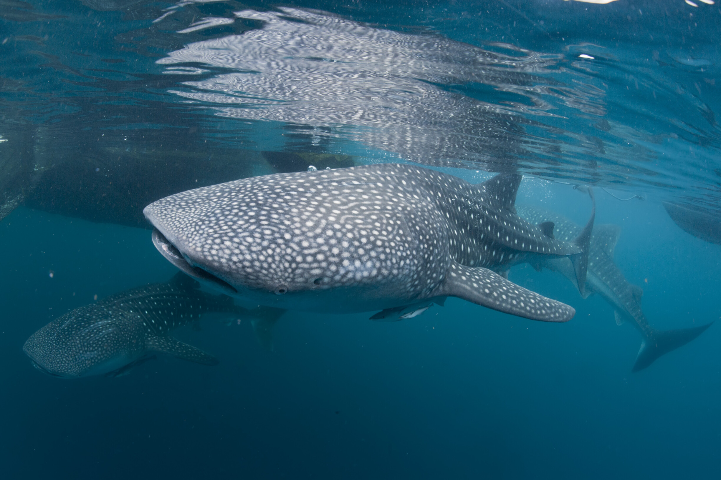 Marine life mortalities have increased by 183 per cent