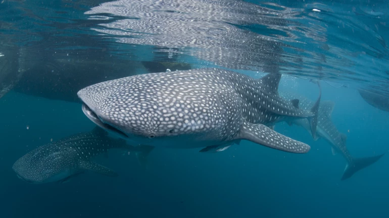 Marine life mortalities have increased by 183 per cent Marine life mortalities have increased by 183 per cent