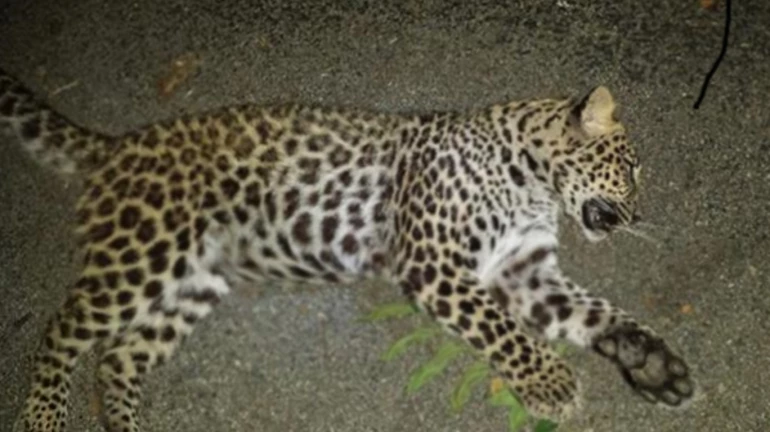 Male leopard's carcass found in Virar's Bhamatpada village