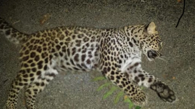 Male leopard's carcass found in Virar's Bhamatpada village Male leopard's carcass found in Virar's Bhamatpada village