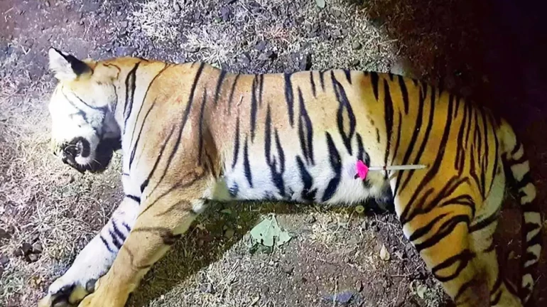 अधिवेशन में गुंजेगा अवनि का मुद्दा, शिवसेना सहित विपक्ष आक्रामक अधिवेशन में गुंजेगा अवनि का मुद्दा, शिवसेना सहित विपक्ष आक्रामक