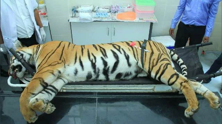 Two committees formed to probe Tigress Avni’s killing