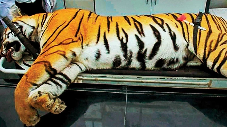 Tigress was facing away from the hunter when she was shot: Avni Post-Mortem Witness Report Tigress was facing away from the hunter when she was shot: Avni Post-Mortem Witness Report