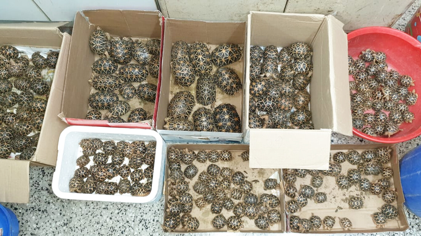 दुर्मिळ कासवांची तस्करी करणारे अटकेत