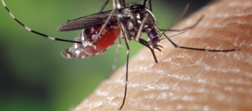 इस साल महाराष्ट्र में डेंगू से मरनेवाले की संख्या हुई दोगुनी