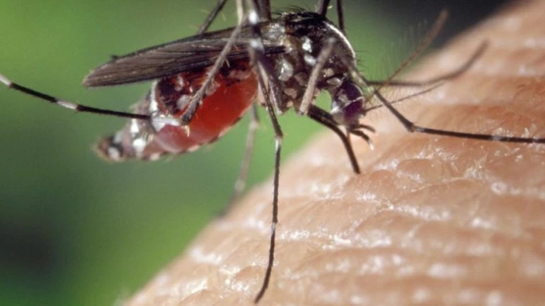 इस साल महाराष्ट्र में डेंगू से मरनेवाले की संख्या हुई दोगुनी