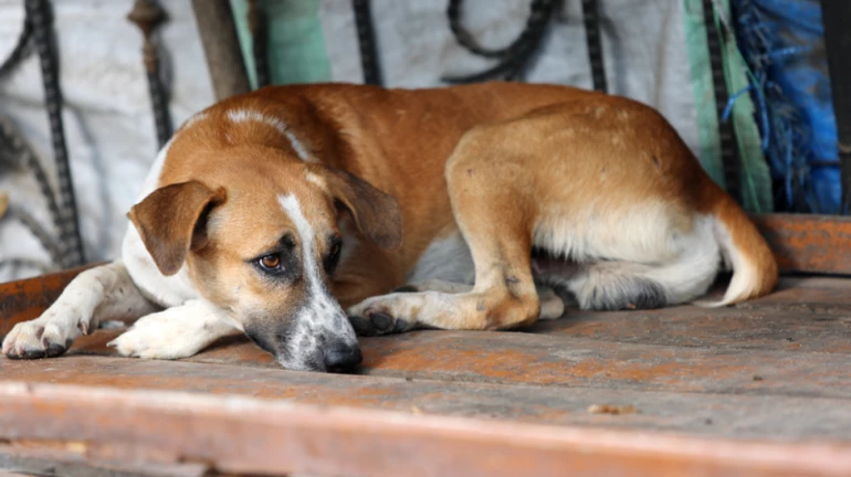 मुंबई के पास उल्हासनगर में एक शख्स ने किया कुत्ते से रेप
