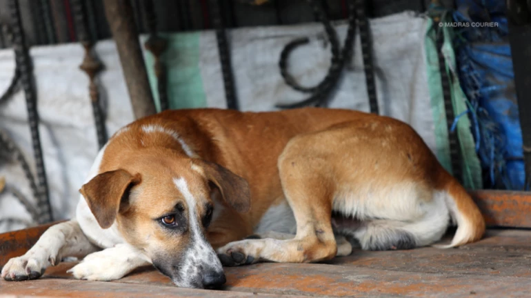 Mumbai Reports Over 60,000 Dog Bite Cases Every Year Mumbai Reports Over 60,000 Dog Bite Cases Every Year