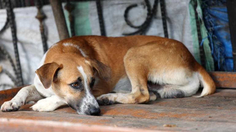 भांडुप : श्वानाला इजा केल्याप्रकरणी शिक्षिकेची शेजाऱ्याविरुद्ध तक्रार भांडुप : श्वानाला इजा केल्याप्रकरणी शिक्षिकेची शेजाऱ्याविरुद्ध तक्रार