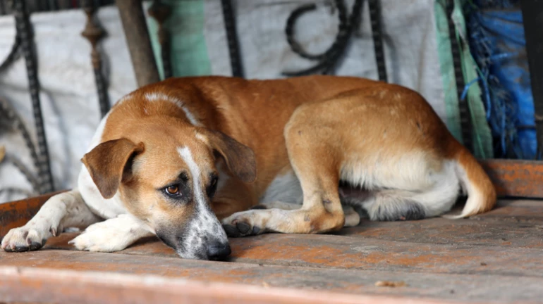 Is Mumbai not a safe city for dogs? Is Mumbai not a safe city for dogs?