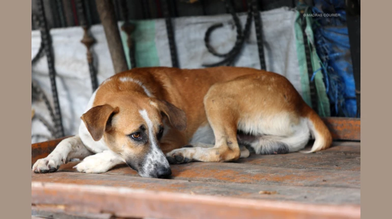 शर्मनाक: मालवणी में कुत्ते के साथ गैंग रेप