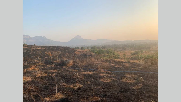 खा. श्रीकांत शिंदेंनी लावलेल्या खुंटवलीतील झाडांनाही आग खा. श्रीकांत शिंदेंनी लावलेल्या खुंटवलीतील झाडांनाही आग