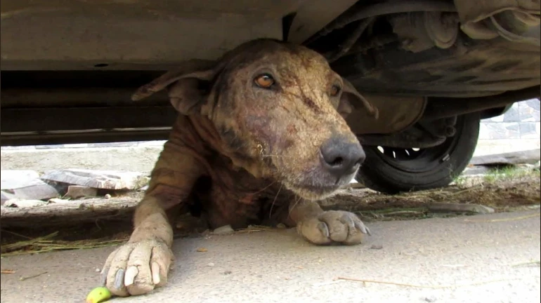 तीन दिन तड़पने के बाद गैंग रेप पीड़ित कुत्ते की हुई मौत