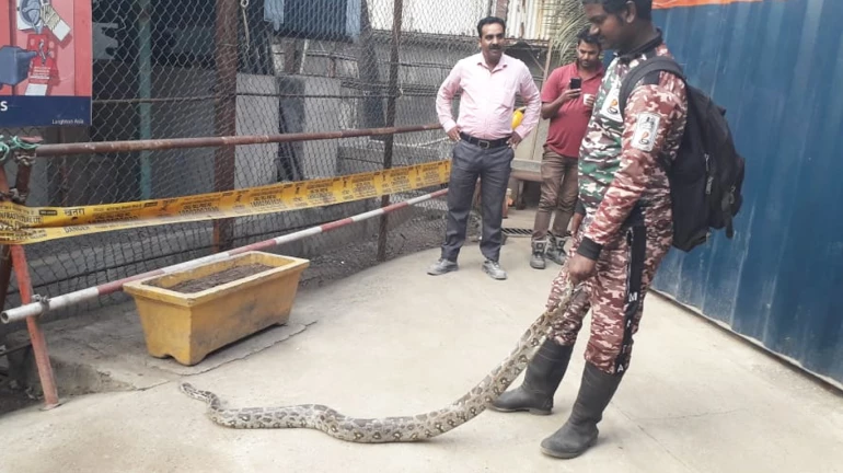 मुंबईत १२ तासात आढळले २ अजगर मुंबईत १२ तासात आढळले २ अजगर