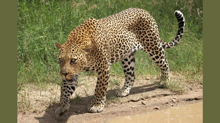 न्यू दिंडोशी गिरीकुंज सोसायटी के पास बनेगी सुरक्षा दिवार न्यू दिंडोशी गिरीकुंज सोसायटी के पास बनेगी सुरक्षा दिवार