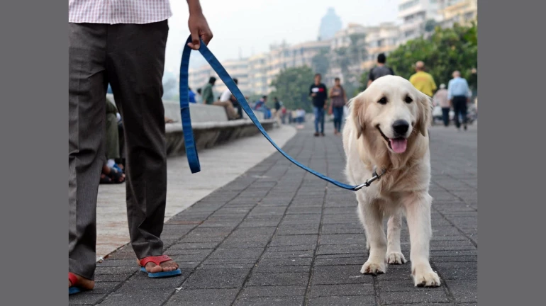 मालकांनो, कुत्र्याची 'शी' उचला, नाहीतर भरावा लागेल दंड मालकांनो, कुत्र्याची 'शी' उचला, नाहीतर भरावा लागेल दंड