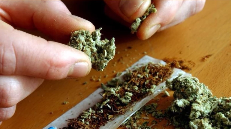 गोवंडीतून ३३ लाखांचा गांजा जप्त, मुंबई पोलिसांची धडक कारवाई गोवंडीतून ३३ लाखांचा गांजा जप्त, मुंबई पोलिसांची धडक कारवाई