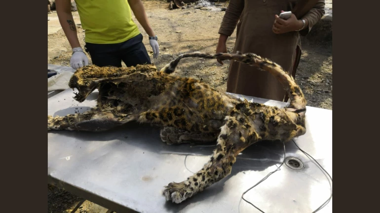 Leopard, Sambar Deer carcass found in Goregaon’s Filmcity